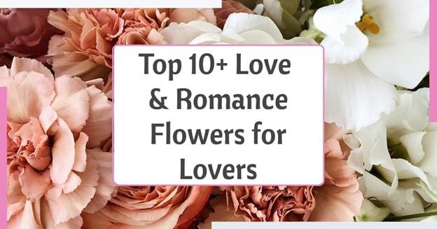 Top 10+ Love And Romance Flowers for Lovers