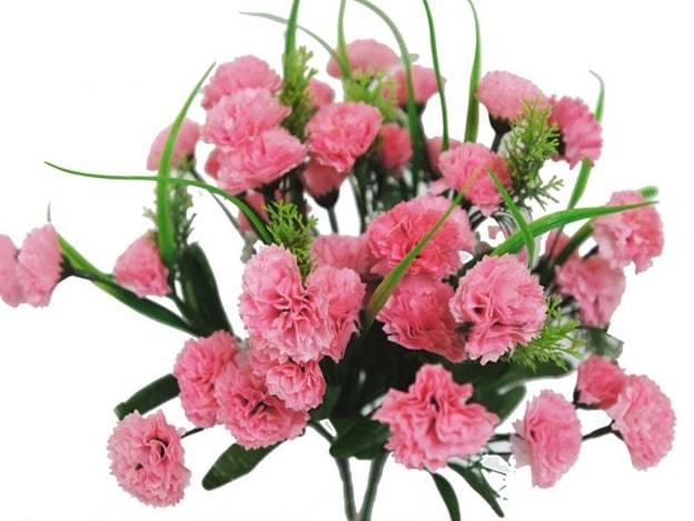 Most Popular Carnation Flower Varieties by Color